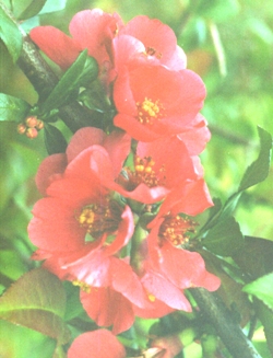 статья №36